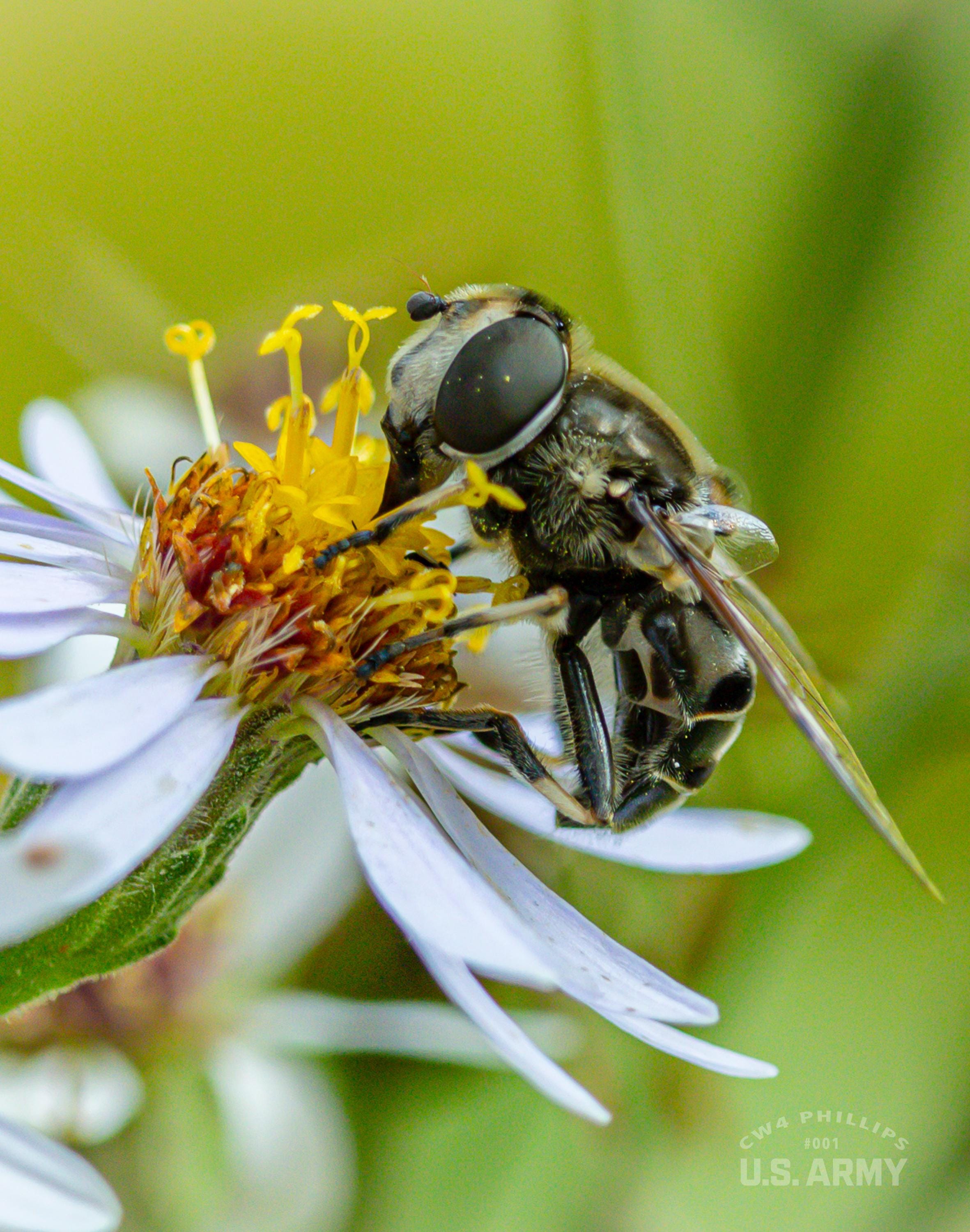 Bee on Flower Photo Print: Nature Wall Decor (11x14" Print Only)