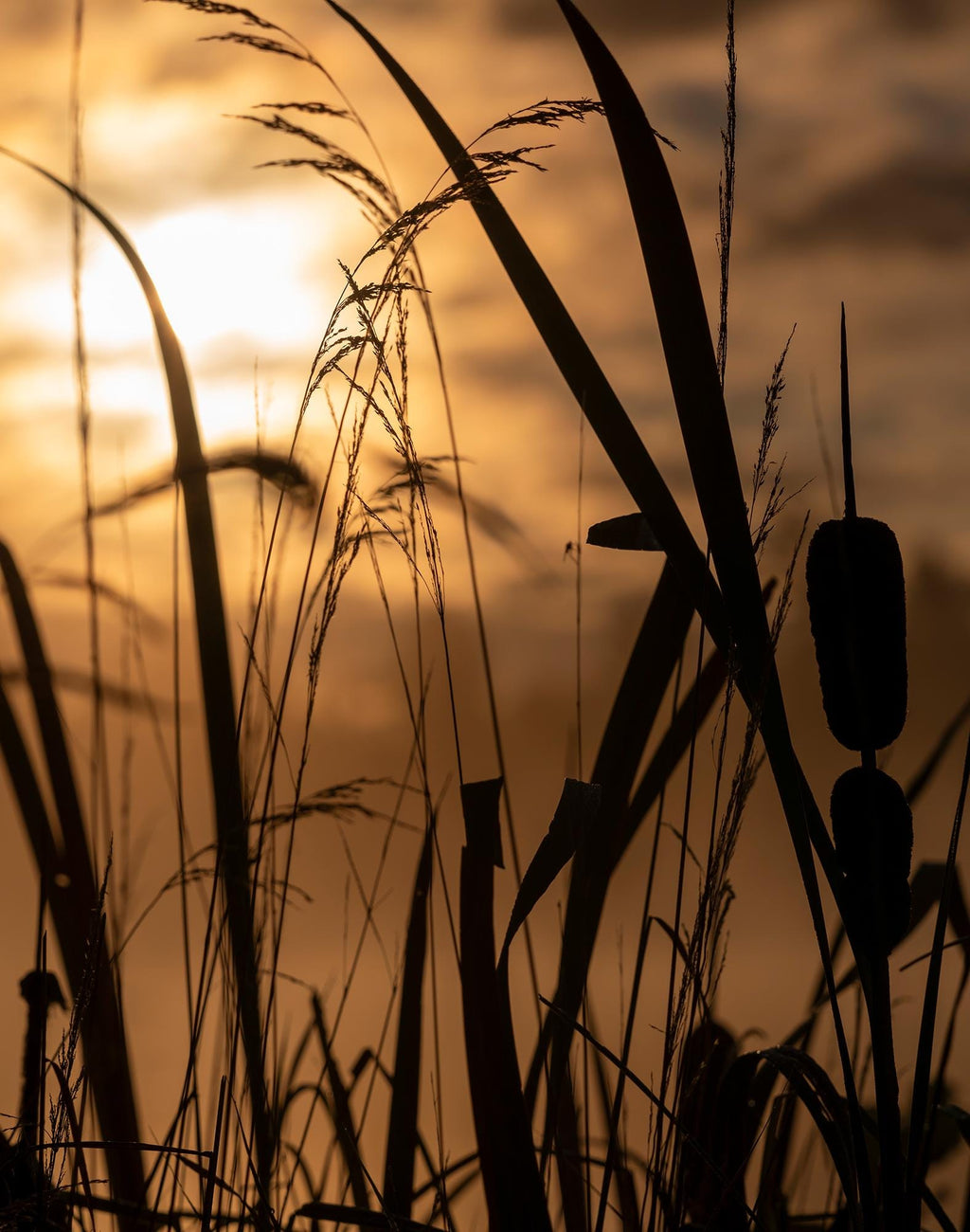 Sunrise Cattail Landscape Photo: 11x14 Art Print