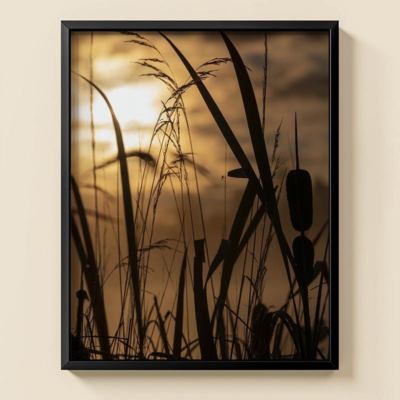 Sunrise Cattail Landscape Photo: 11x14 Art Print