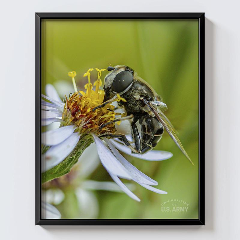 Bee on Flower Photo Print: Nature Wall Decor (11x14" Print Only)
